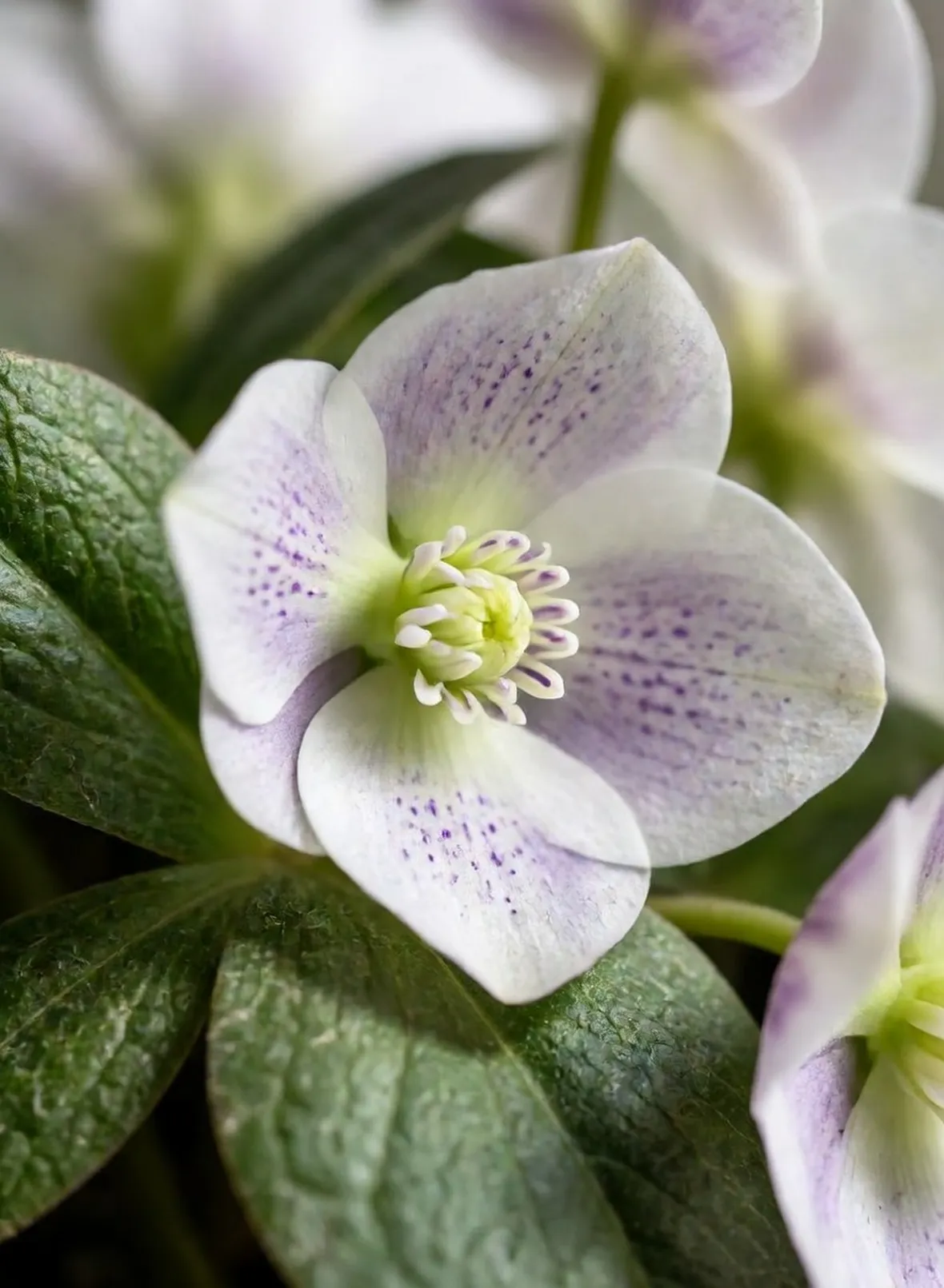 helleborus orientalis