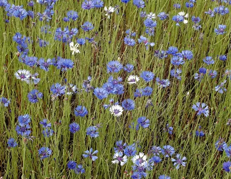 fiore del fiordaliso