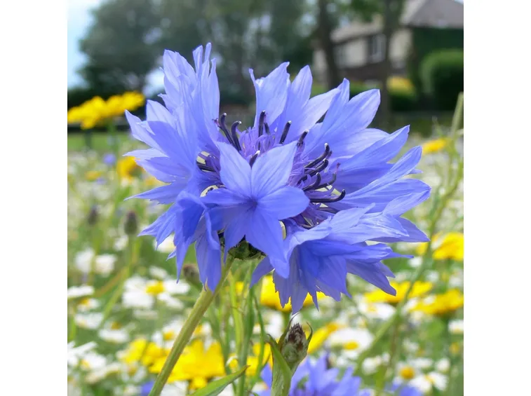 fiordaliso
