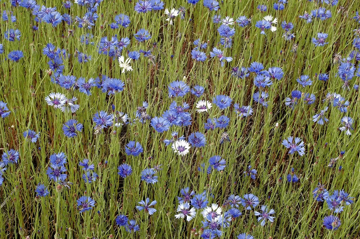 fiore del fiordaliso