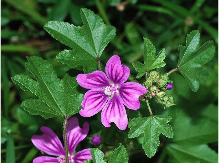 malva