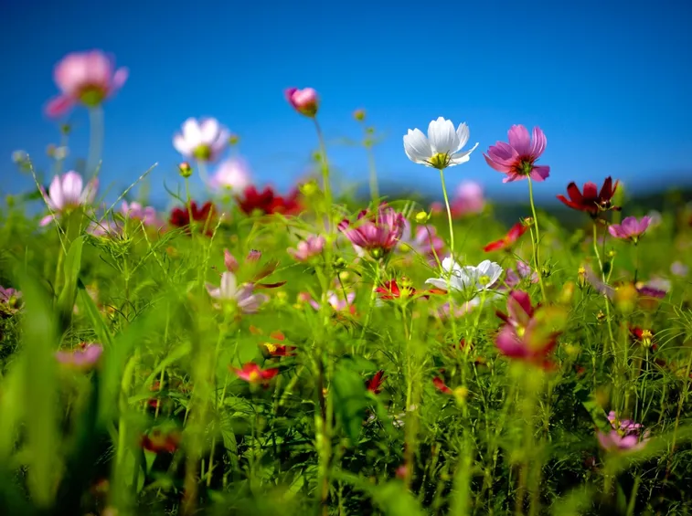 Fiori di campo