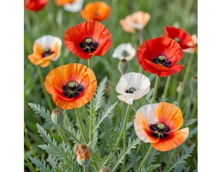 fiore del papavero