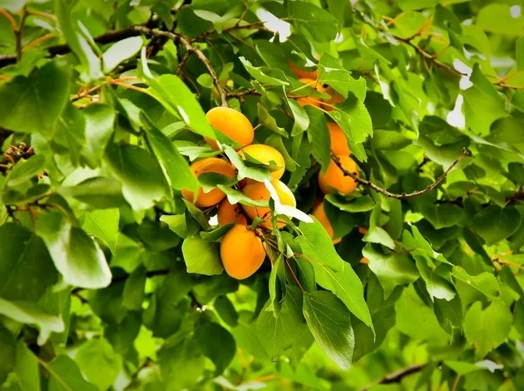 albicocche pisana