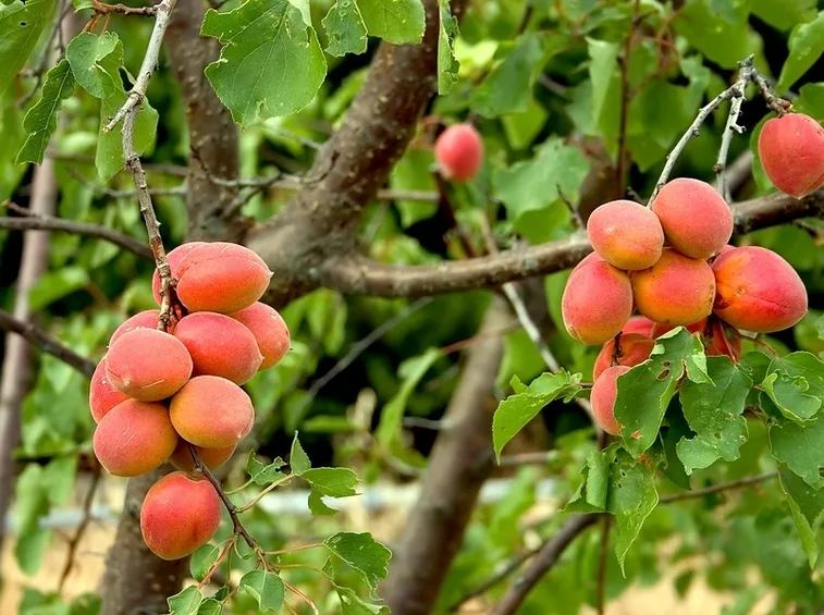 varietà albicocche