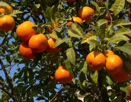 arancio pianta