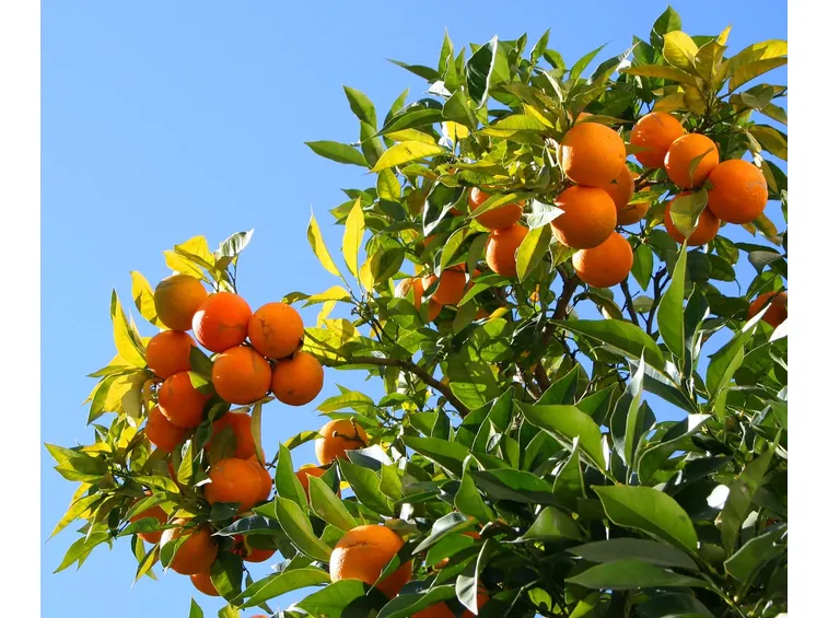 ramo di arancio