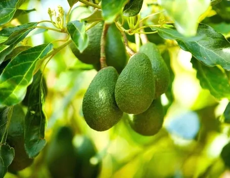 avocado frutto
