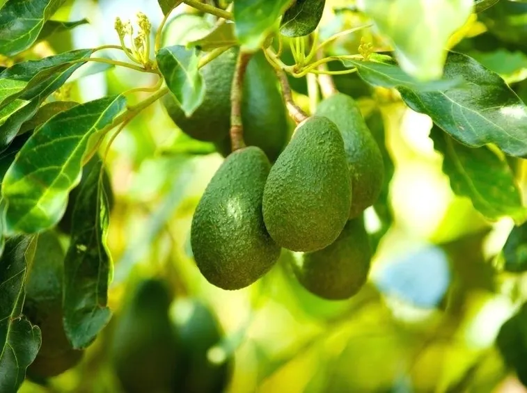 avocado frutto