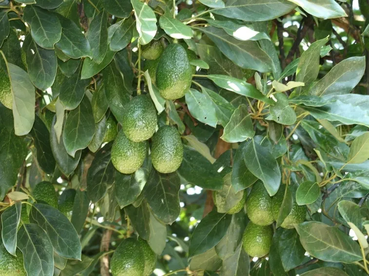 avocado