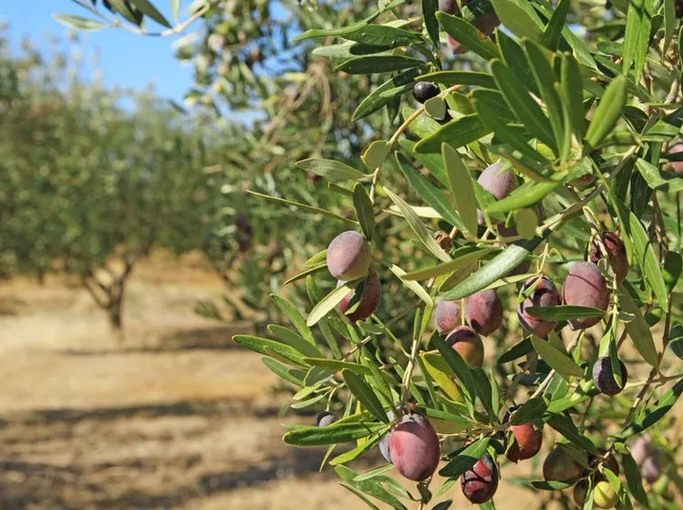 pianta olive