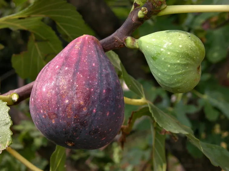 fichi