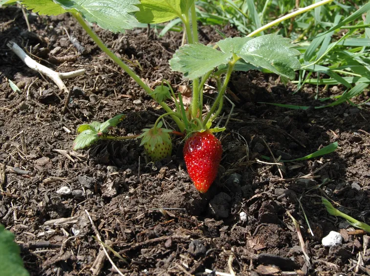 coltivazione fragole