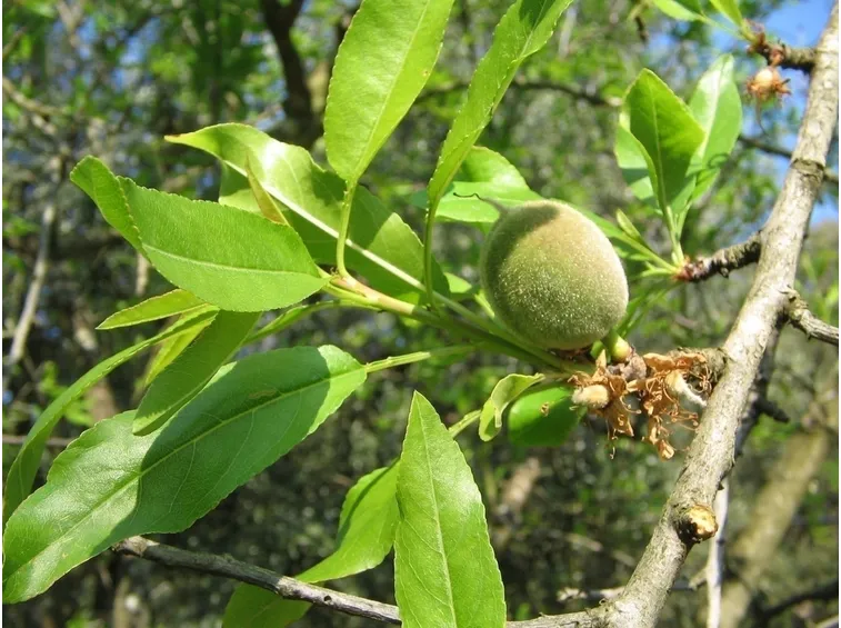 prunus dulcis