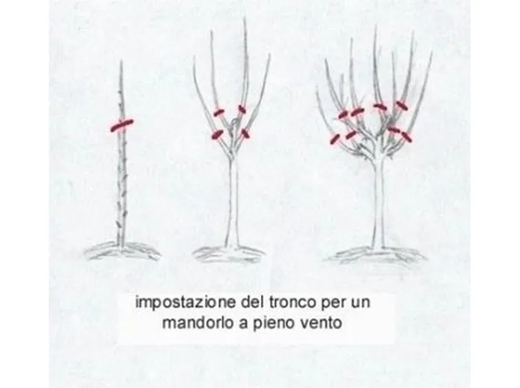 mandorlo