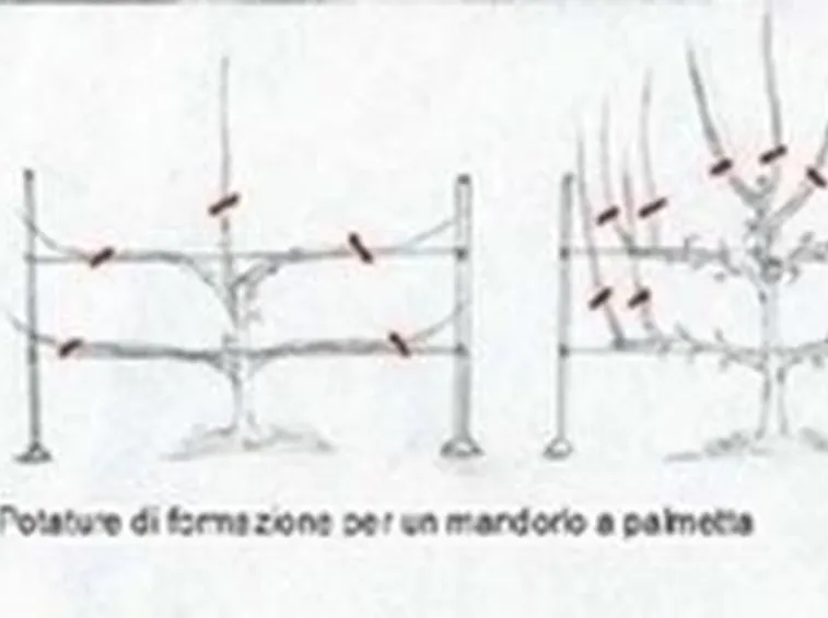 piante mandorlo