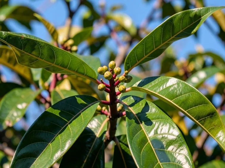 pianta di mango