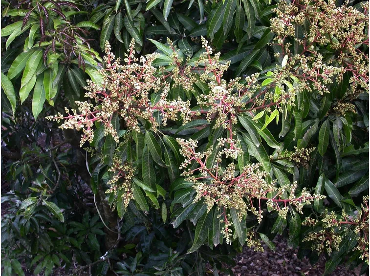 foglie mango