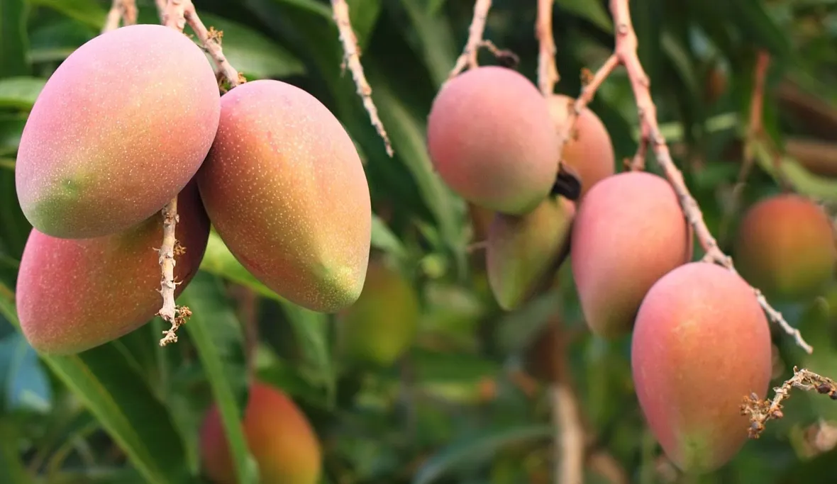 mango frutti