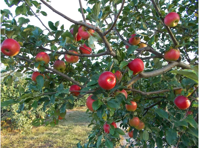 albero di malus