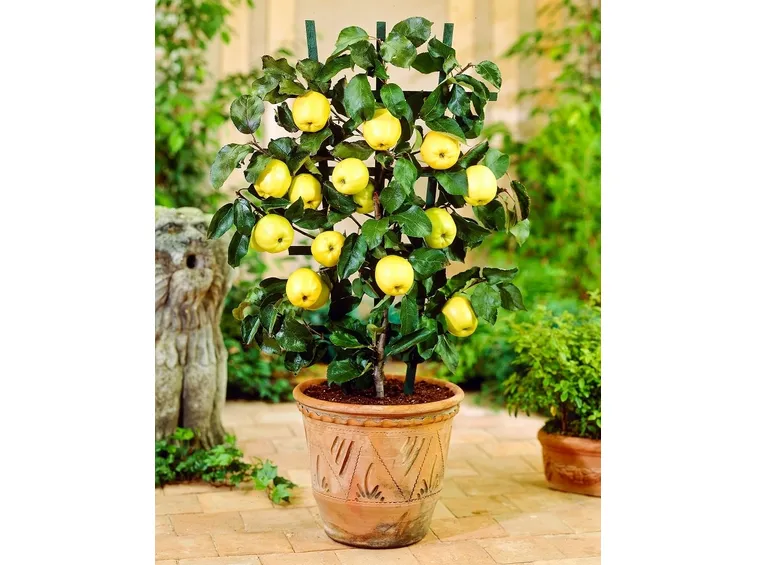 albero di mele