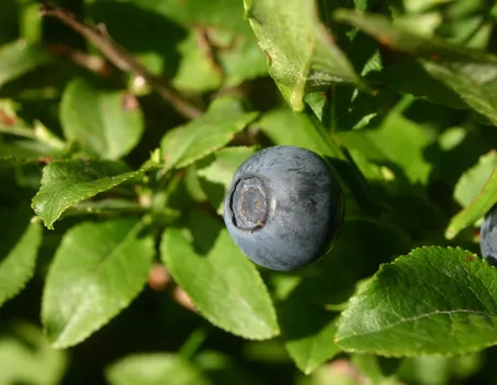 mirtillo