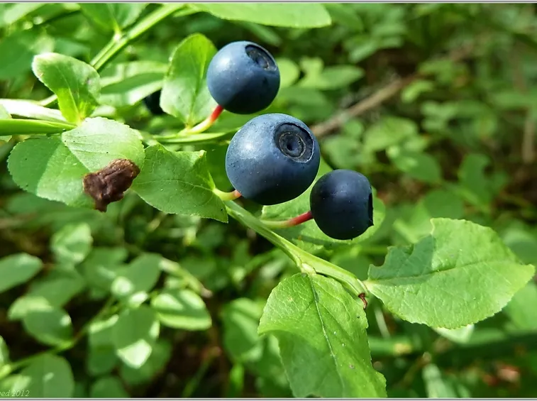 vaccinium myrtillus