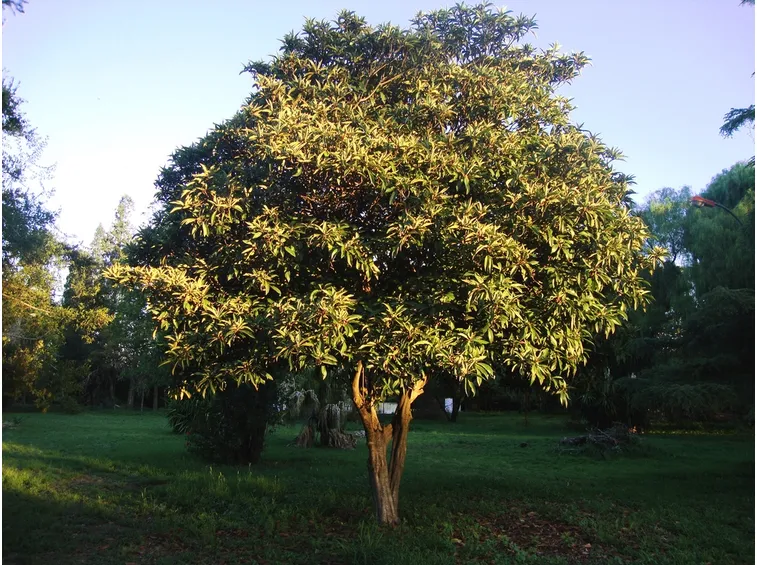 pianta di Eriobotrya japonica
