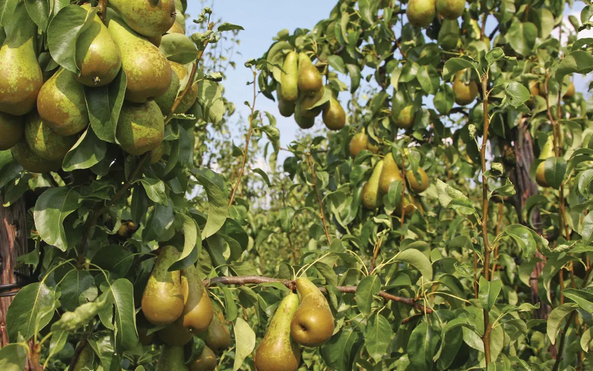 pianta di pere