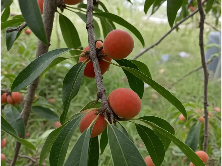 pianta di pesche