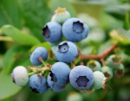 frutti di bosco