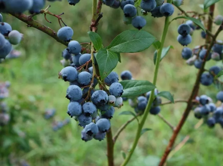 ribes