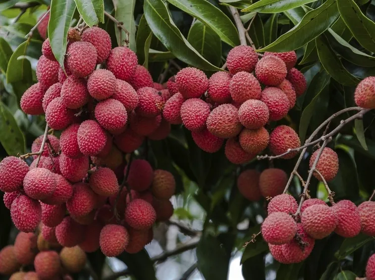 Litchis