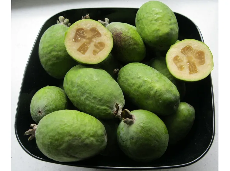 Feijoa