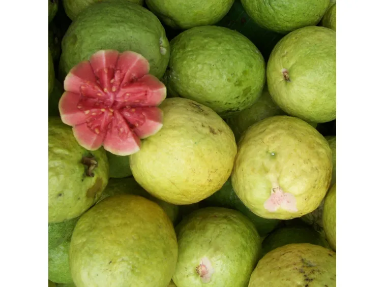 guava