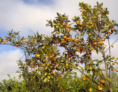 kumquat