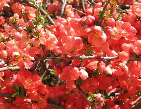 fiori di mele