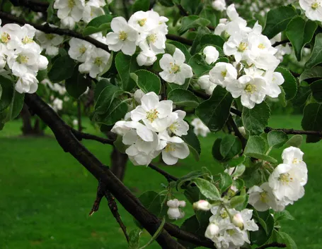 fiori di melo