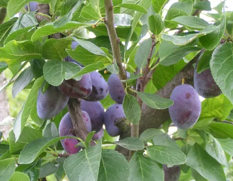 prugne