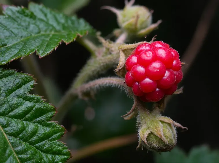 rubus moluccanus