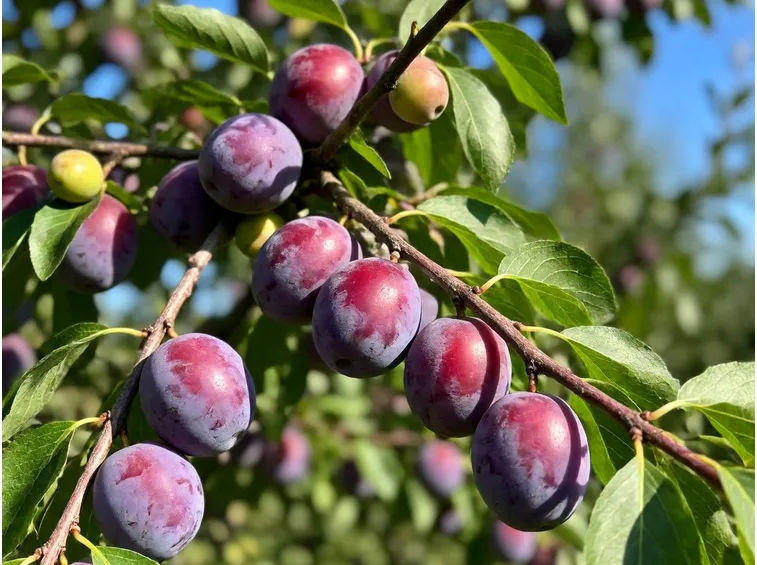 varietà susine