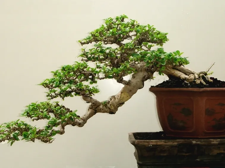 bonsai