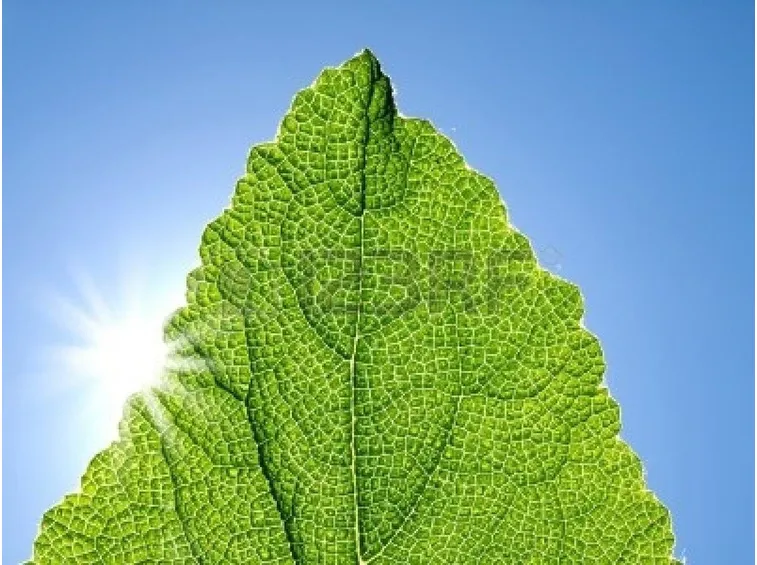 La clorofilla è presente nelle foglie verdi