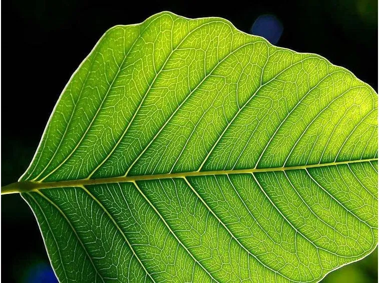 La presenza di clorofilla determina il caratteristico colore verde delle foglie