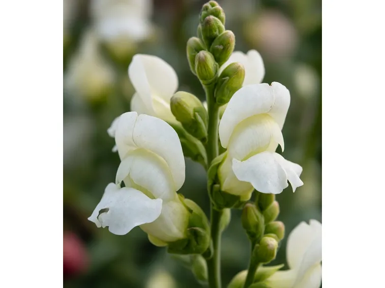 Il Fiore