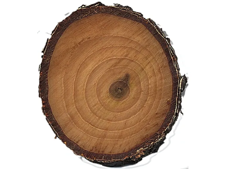 Il legno