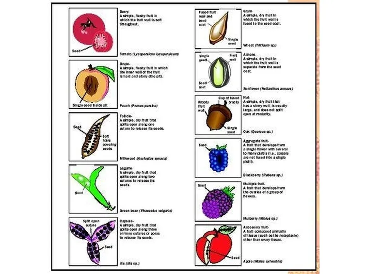 tipologie di frutti