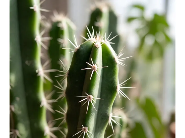 succulenza