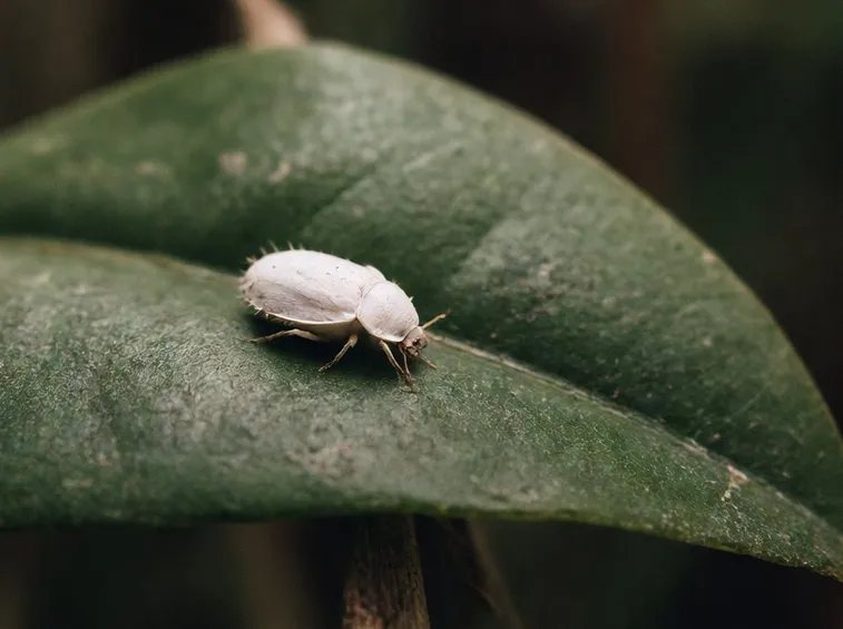 cocciniglia