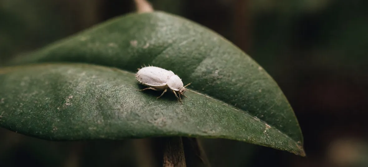 cocciniglia